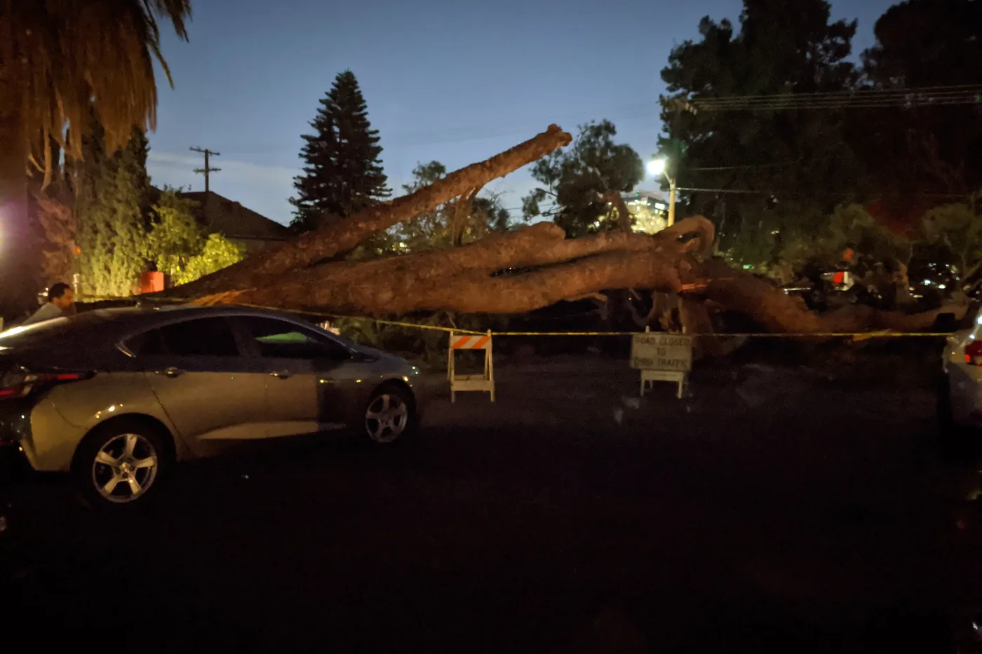 Large tree toppled onto a street by a wind storm in Burbank, California