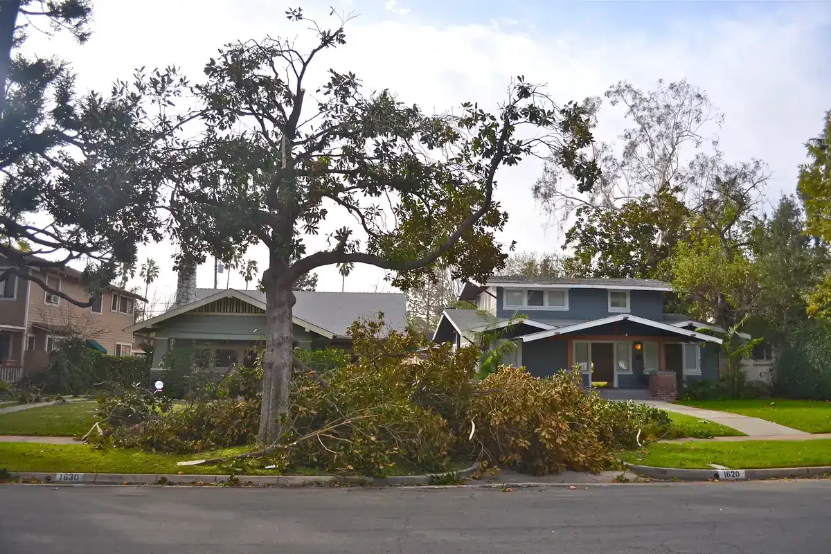 Treetop snapped and fallen across a Pasadena, California, yard during a Santa Ana wind storm