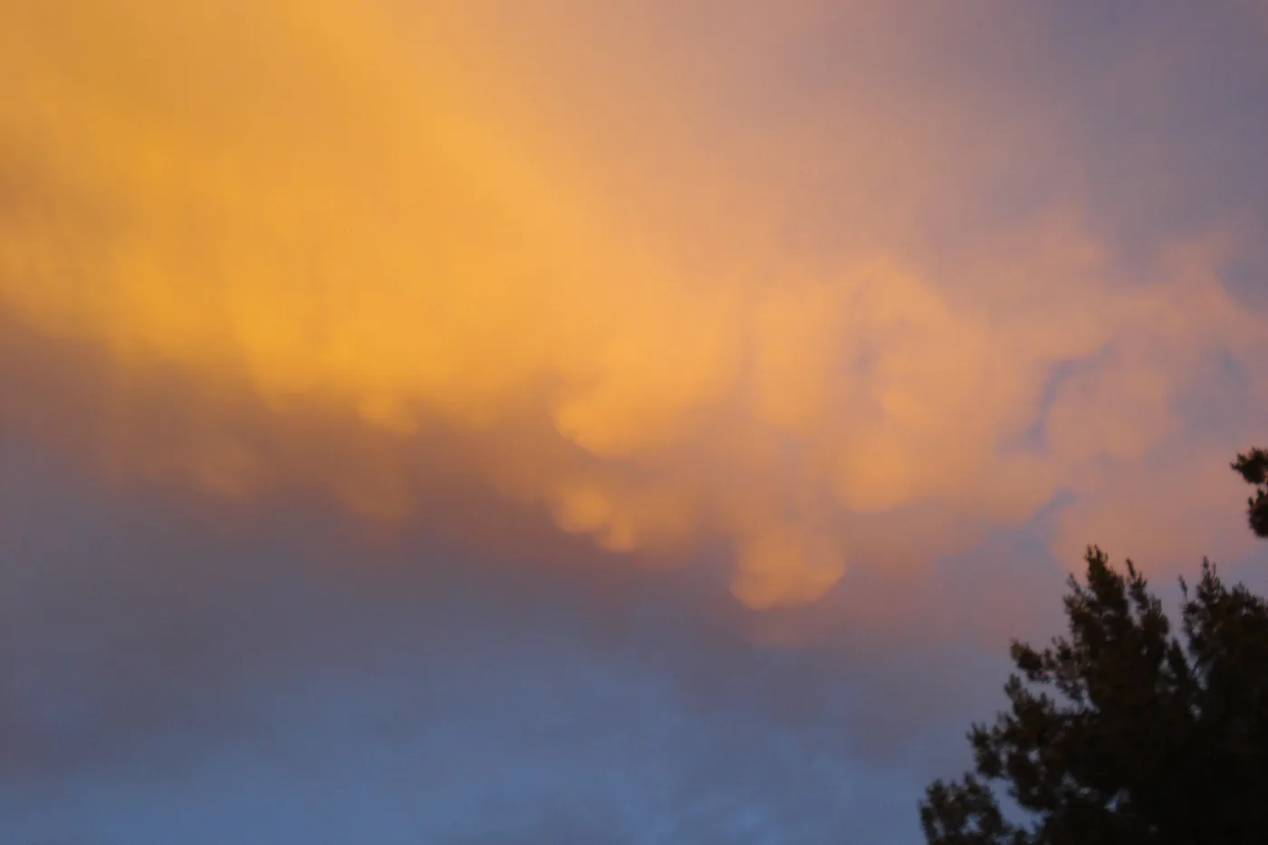 Mammatus clouds lit orange at sunset over trees in Santa Clarita, California