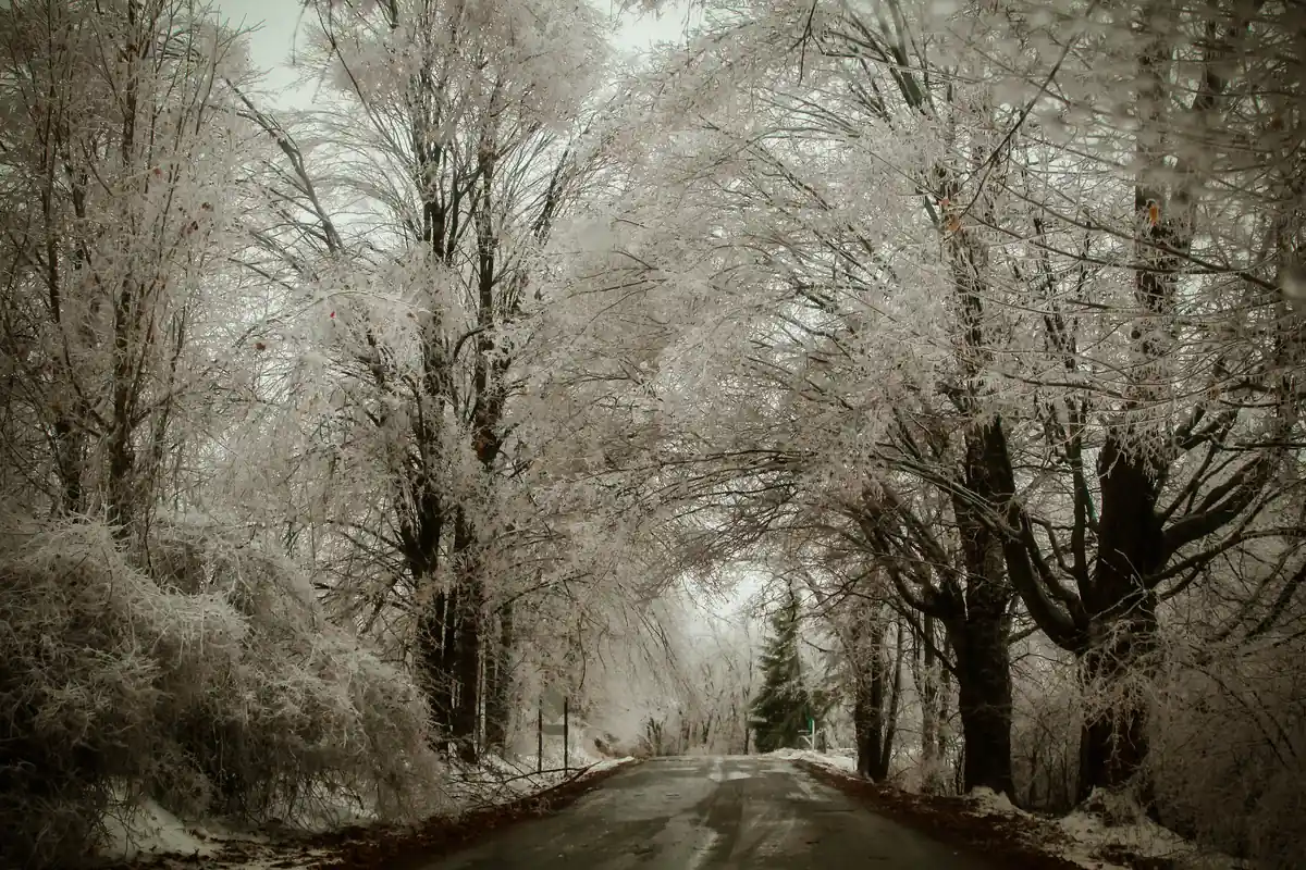 Ice-coated trees lining a road after the December 2013 ice storm in the Lansing, Michigan, area