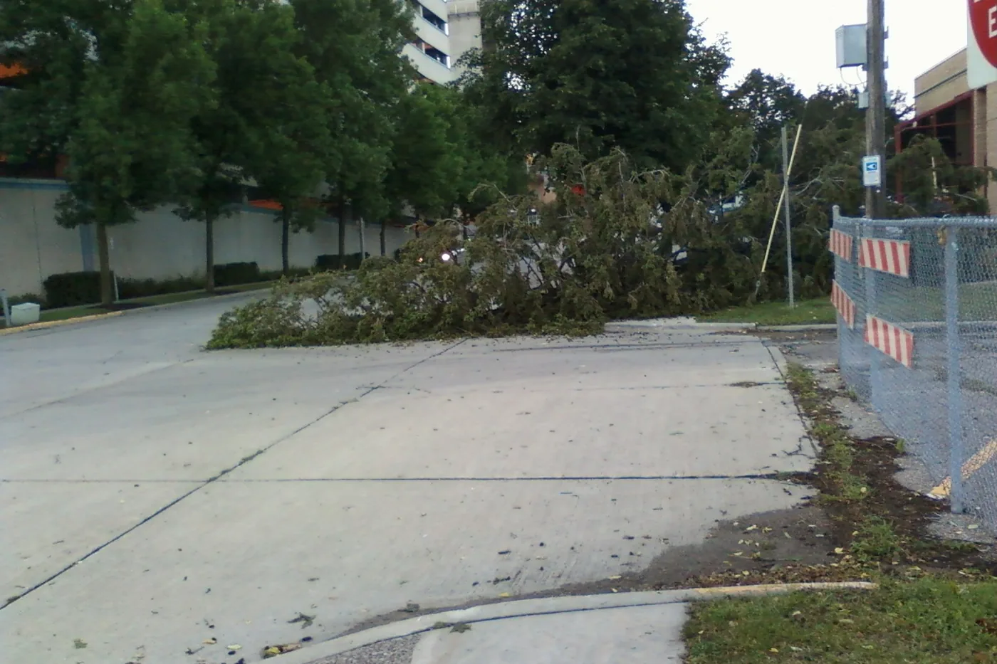 Tree torn apart by a lightning strike in front of Lourdes High School in Rochester, Minnesota