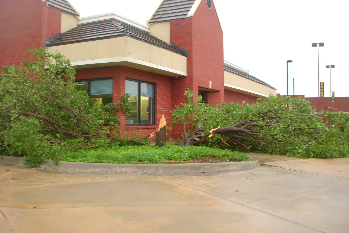 Tree split and knocked down by storm winds beside a commercial building in the Valley Ranch area of Irving, Texas