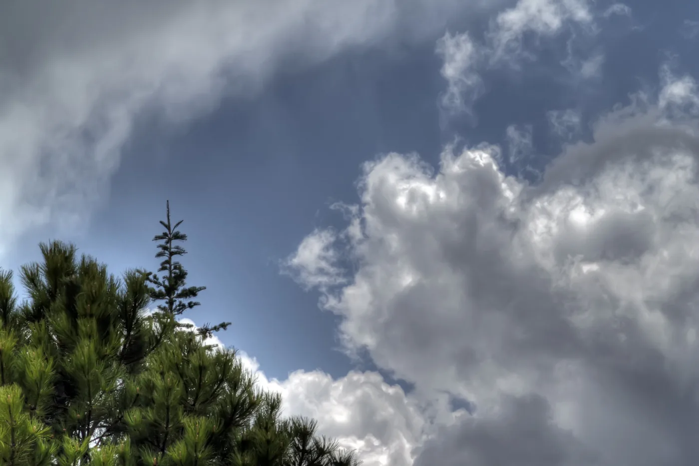 Towering storm clouds over pine trees during the May 23, 2008, severe-weather day in Cheyenne, Wyoming