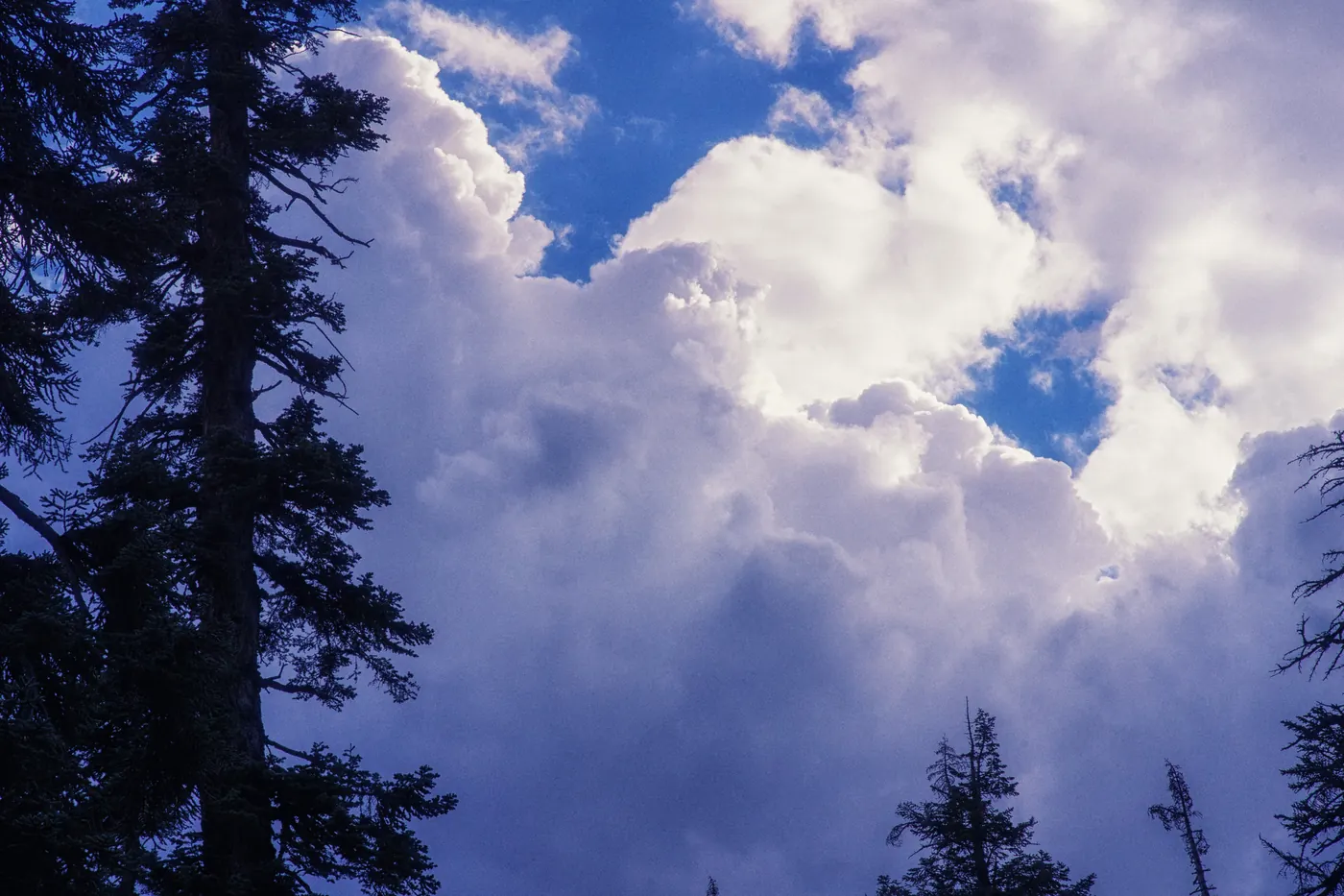 Summer thunderstorm clouds building above pine trees in California's Sierra Nevada