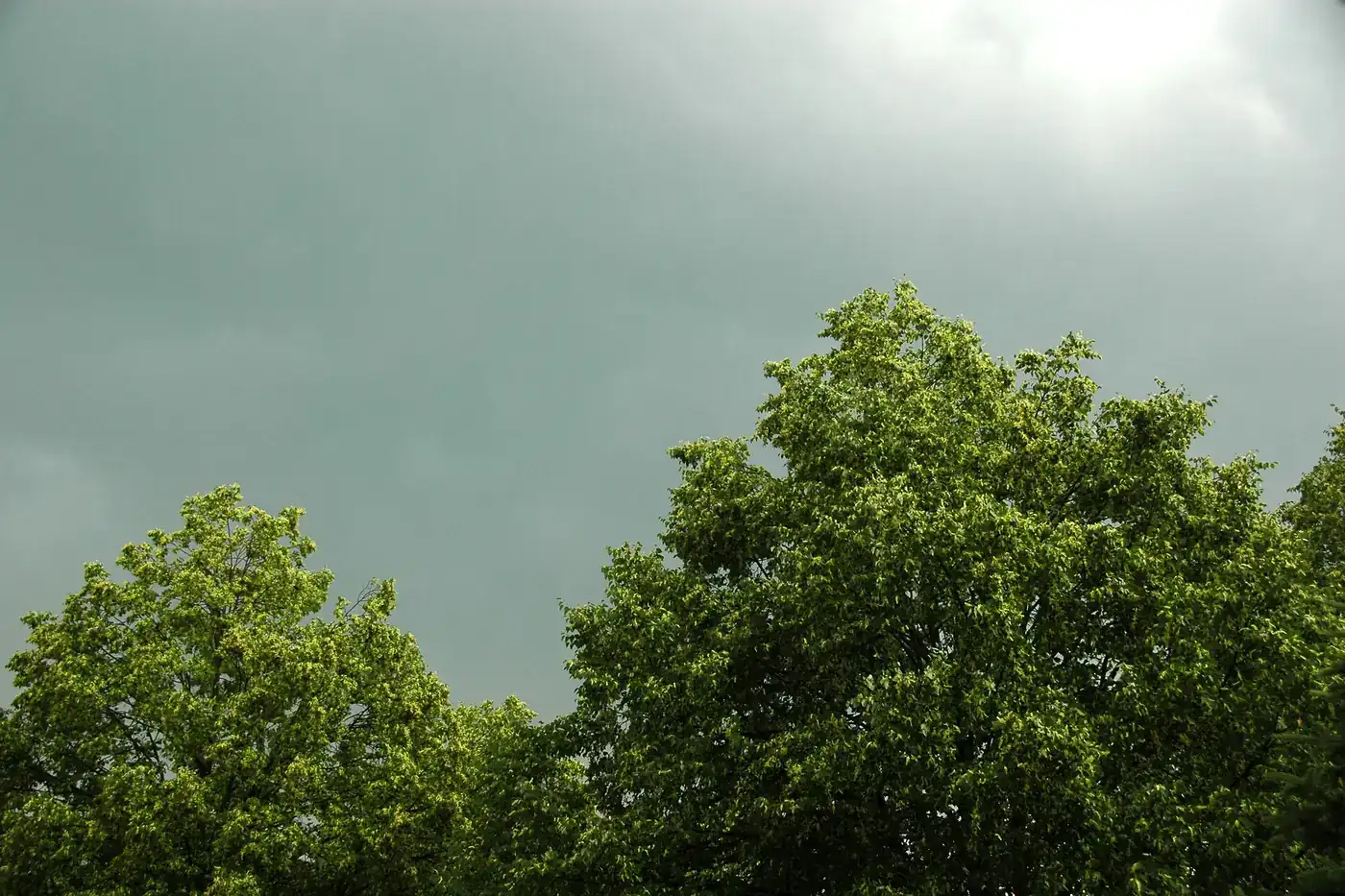 Storm clouds of a hail-producing thunderstorm above trees in Newark, Ohio